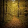 Warm autumn color grading effect created with Fall Paint Photoshop Action.