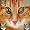 Retro Photo PS Action